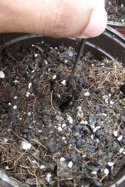 Growing Bonsai From Seed